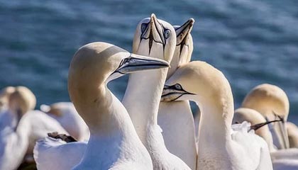 爱游戏体育官方网站-全国青少年体操版块精彩纷呈，创新不断，全国青少年艺术体操技术大赛