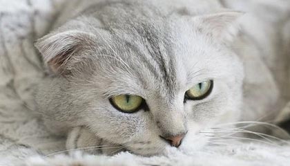 爱游戏-阿尔阿赫利主帅战术布置得当，阿尔阿赫利什么意思