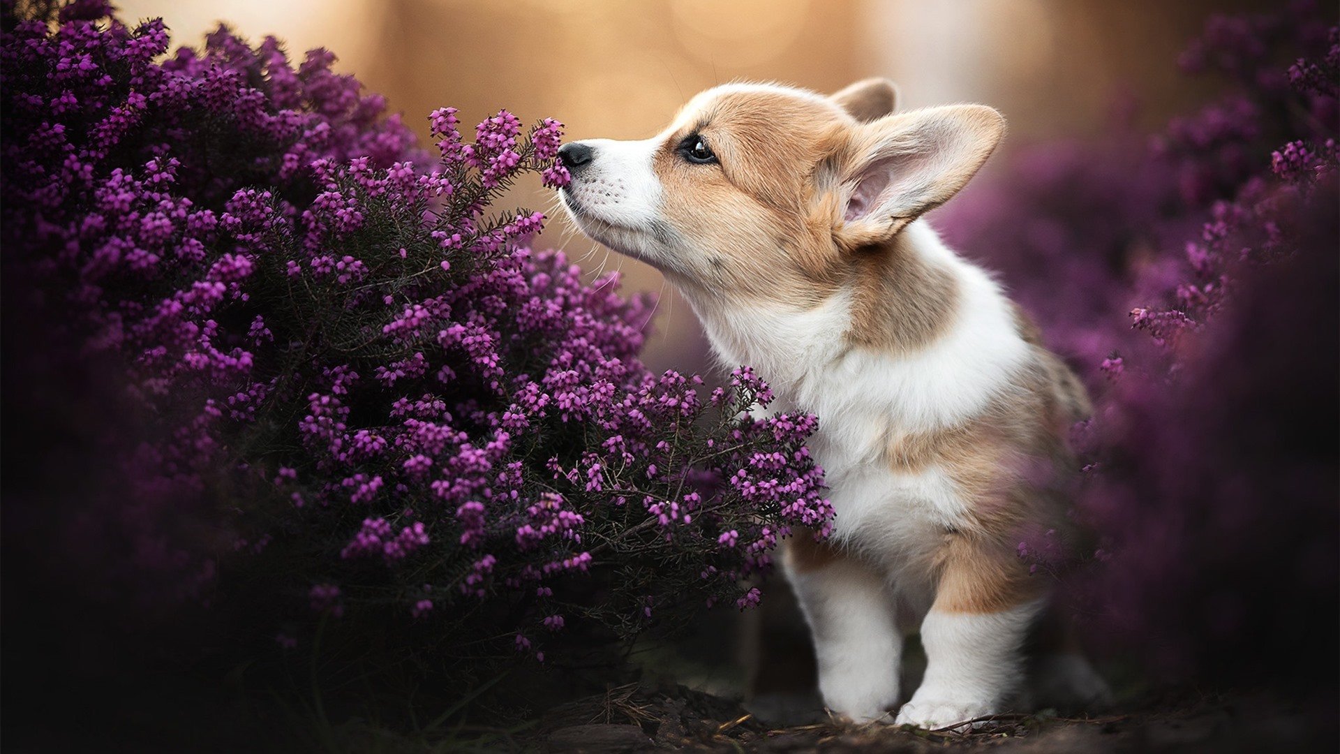 纽卡斯尔联主场2-1战胜切尔西,状态回暖,纽卡斯尔联转会