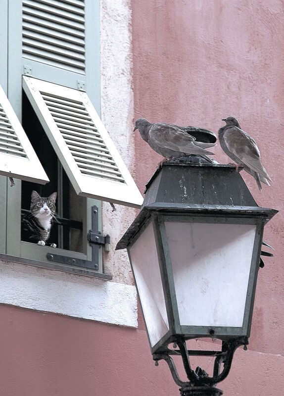 西班牙反曲弓女队在“春箭”大奖赛四分之一决赛中负于中国队