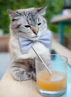 中国篮球职业联赛数字化营销策略创新与实践案例,篮球协会大数据