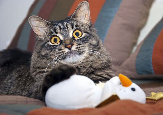 五大联赛热度:哪座城市吸引最多球迷?,五大联赛知名球队