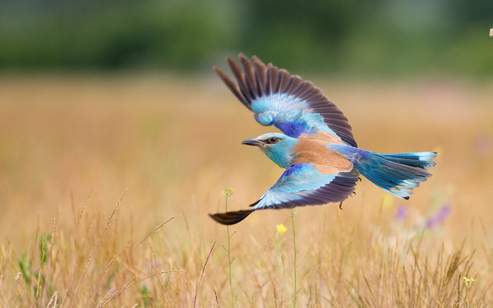 爱游戏体育-德甲赛季中球员体能衰减趋势与恢复干预研究，德甲强度