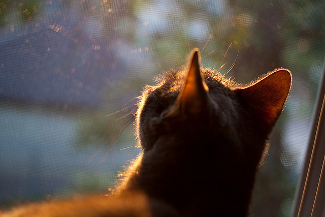 “高新体育中心武术赛:刀枪剑戟展现力量与美学的完美融合”