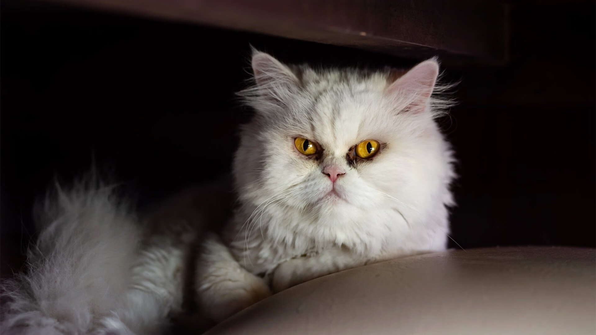 足球直播传播效果对联赛影响明显,足球直播技术统计