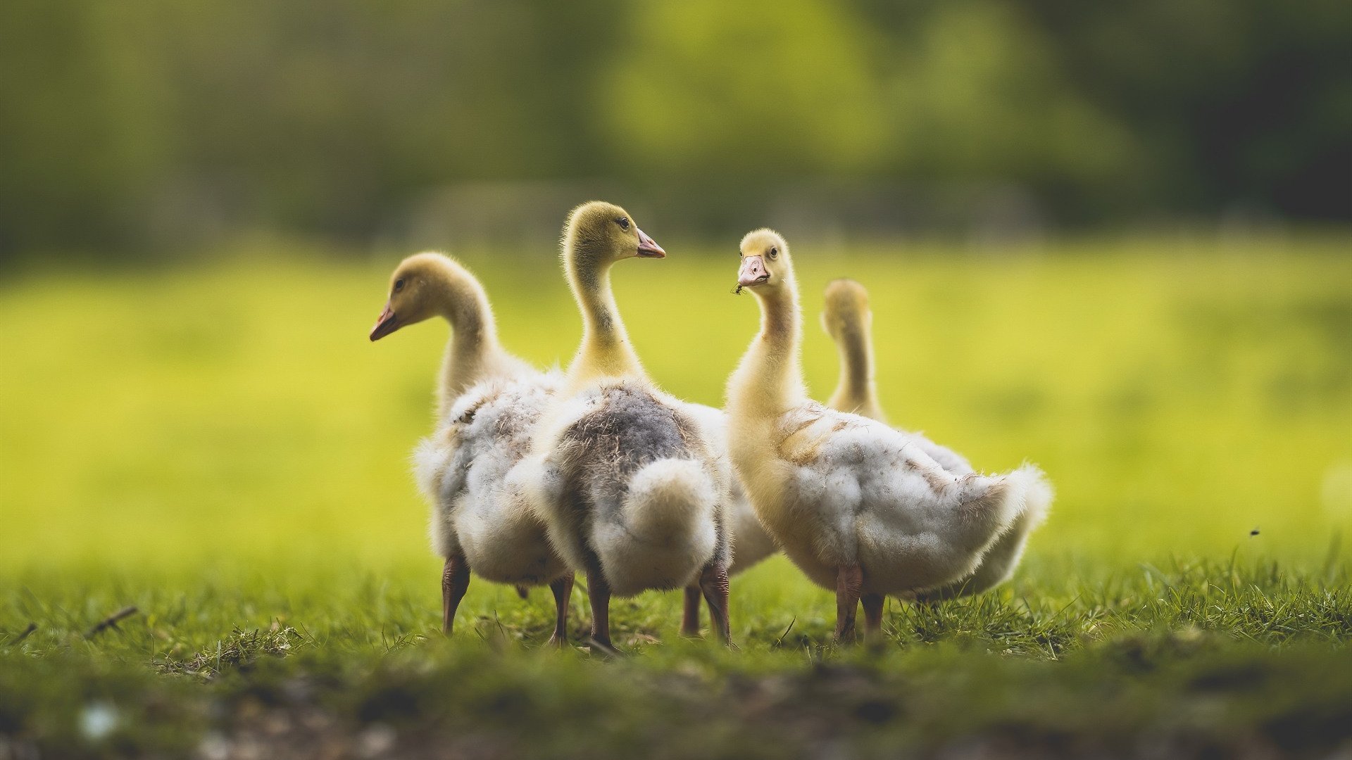 爱游戏app下载-C罗社交平台感谢球迷支持不离不弃，c罗社交账号是多少