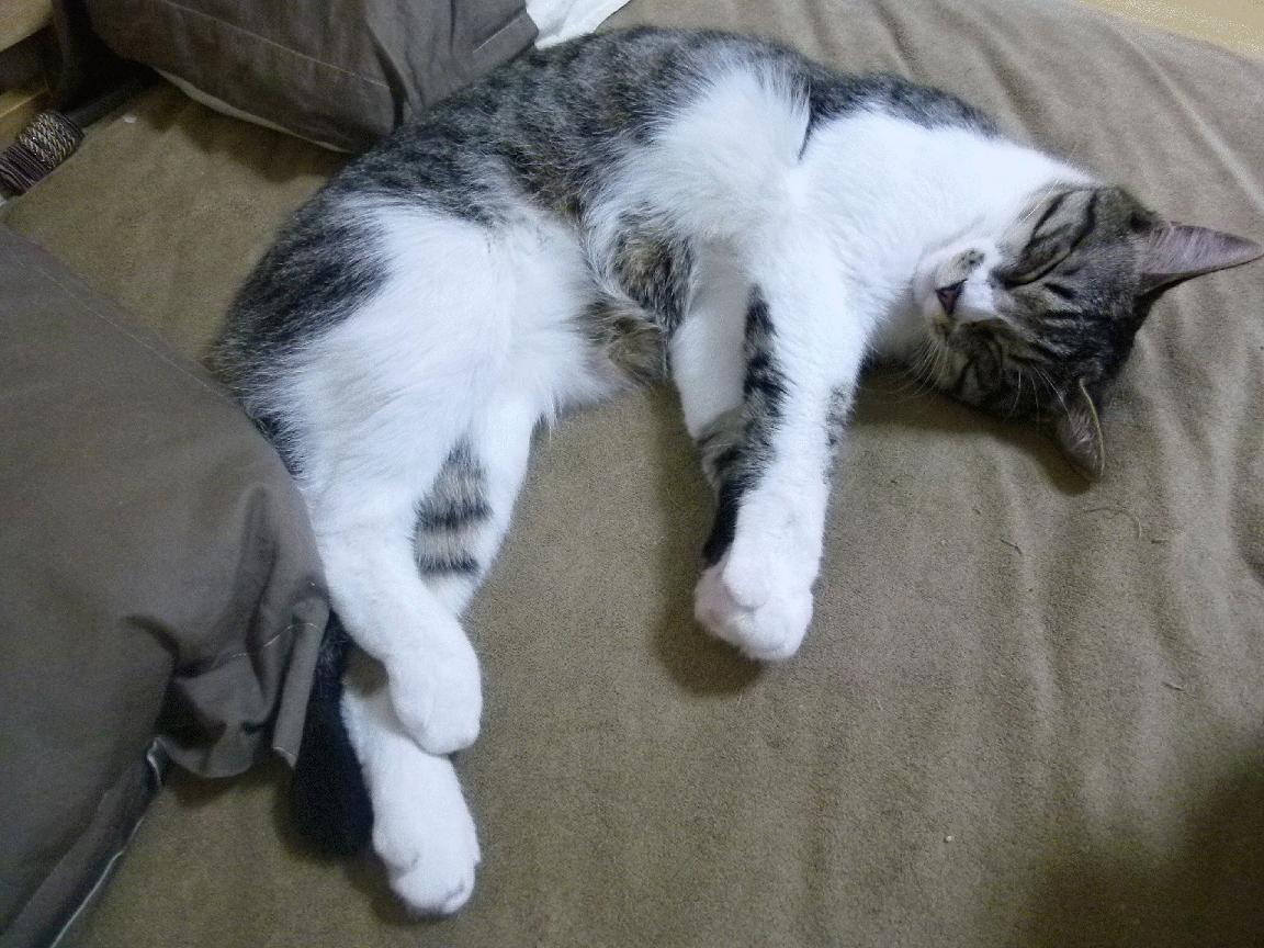 詹姆斯本场贡献五次抢断展现防守态度,詹姆斯本场贡献五次抢断展现防守态度